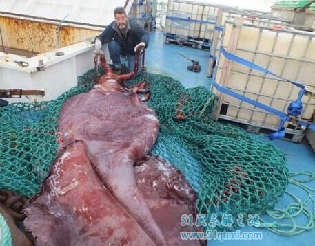 大王酸浆鱿:世界最大的鱿鱼 大王酸浆鱿VS大王黑贼谁利害?