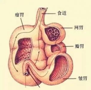 ​毛肚是什么东西（关于毛肚的冷知识了解下）