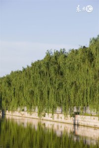 ​柳树叶的作用 柳树叶在日常生活诸患病痛中的药用治疗价值