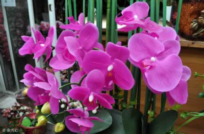 ​新手养蝴蝶兰用什么土栽培，就用这3种土，越养越旺盛！