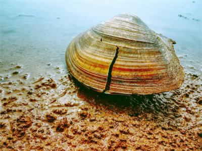 ​河蚌怎么洗最干净（河蚌处理干净的办法）