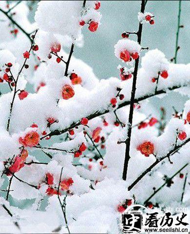 《菩萨蛮·梅雪》