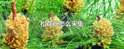 ​松花粉怎样采集方法 松花粉的采收方法