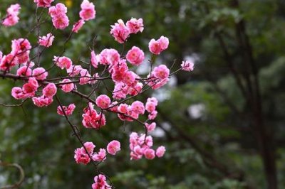 ​写梅花的诗有哪些?