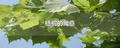 ​梧桐的寓意与象征 梧桐的寓意百度百科