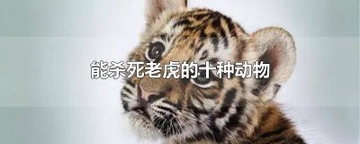 ​老虎能打死吗 什么动物能打老虎