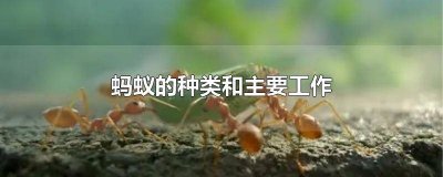 ​蚂蚁分别有什么工作 蚂蚁有哪些工作