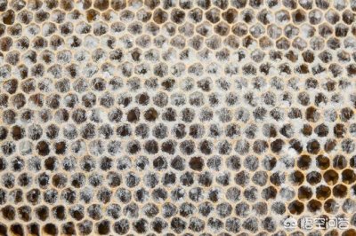 ​昆虫灭绝对人类有什么影响（如果昆虫灭绝的后果是什）