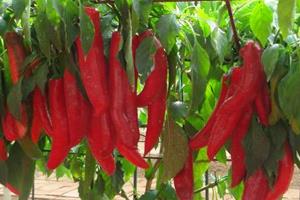 吃辣椒有哪些坏处？吃辣的人注意了