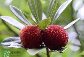 杨梅多少钱一斤 杨梅什么季节成熟上市 杨梅多少钱一斤 杨梅什么季节成熟上市