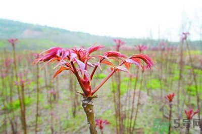 ​怎么挑选香椿呢？挑选香椿的小窍门？