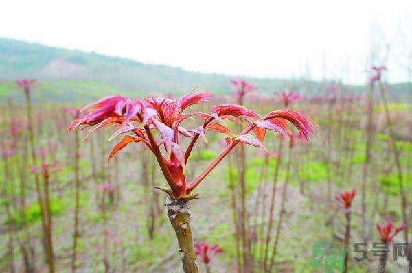 怎么挑选香椿呢？挑选香椿的小窍门？
