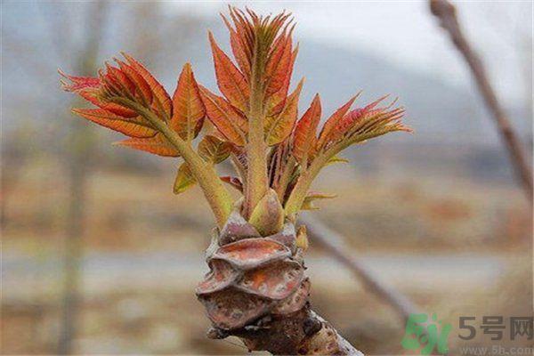 怎么挑选香椿呢？挑选香椿的小窍门？