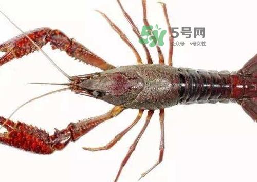 小龙虾腹部黑线是什么_小龙虾腹部黑线怎么去除 小龙虾腹部黑线是什么_小龙虾腹部黑线怎么去除