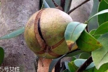 茶油是什么味道 略带苦味 茶油是什么味道 略带苦味