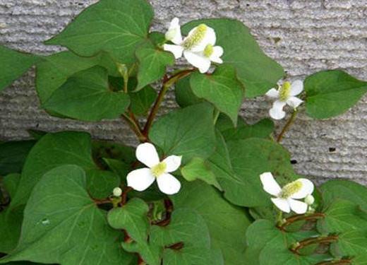 蕺菜怎么念?蕺菜怎么读 蕺菜怎么念?蕺菜怎么读