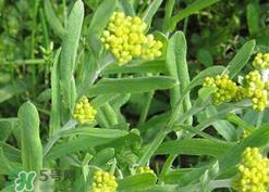 清明草可以种植吗?清明草怎么种植? 清明草可以种植吗?清明草怎么种植?