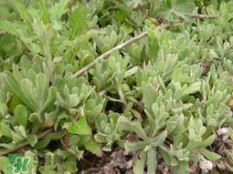 清明草可以种植吗?清明草怎么种植? 清明草可以种植吗?清明草怎么种植?