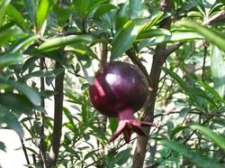 石榴皮煮水能染发吗?石榴皮煮谁染发怎么做 石榴皮煮水能染发吗?石榴皮煮谁染发怎么做