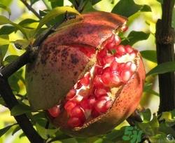 石榴皮煮水能染发吗?石榴皮煮谁染发怎么做 石榴皮煮水能染发吗?石榴皮煮谁染发怎么做