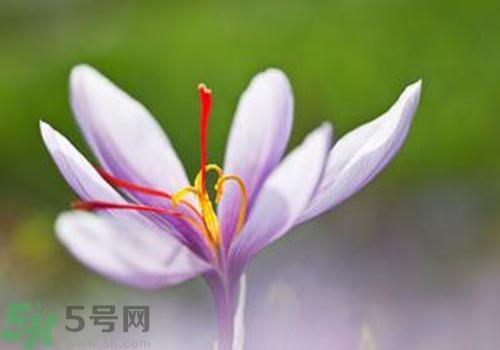藏红花的功效作用 藏红花的食用禁忌 藏红花的功效作用 藏红花的食用禁忌