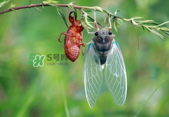 金蝉什么时候最多?金蝉什么时候没有? 金蝉什么时候最多?金蝉什么时候没有?