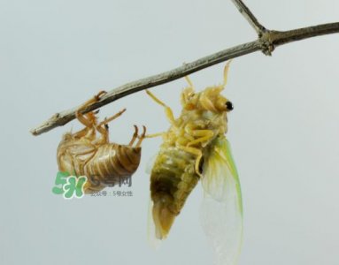 ​金蝉什么时候最多？金蝉什么时候没有？