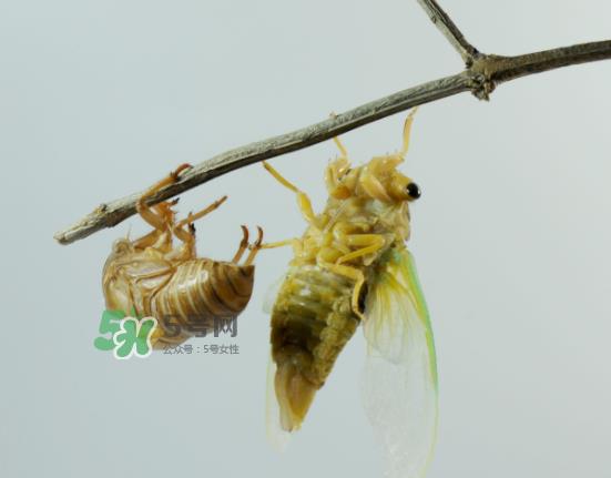 金蝉什么时候最多?金蝉什么时候没有? 金蝉什么时候最多?金蝉什么时候没有?