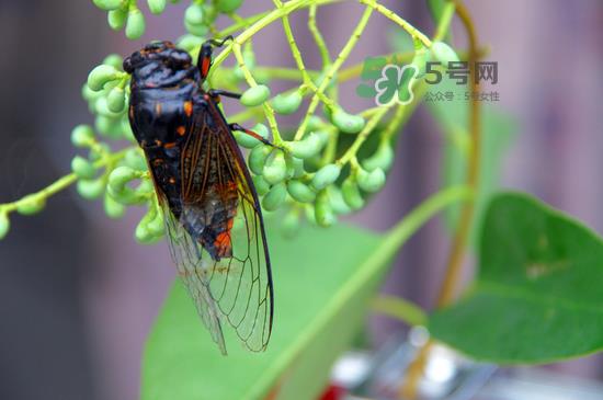 金蝉什么时候最多?金蝉什么时候没有? 金蝉什么时候最多?金蝉什么时候没有?