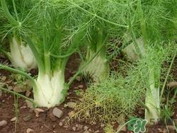 茴香可以凉拌吗?茴香凉拌的做法大全