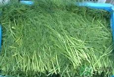 茴香可以凉拌吗?茴香凉拌的做法大全