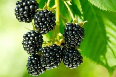 ​黑树莓对身体有什么好处 黑树莓可以直接吃吗