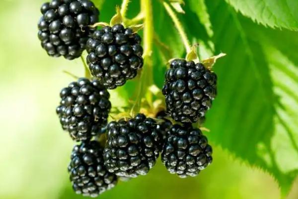 黑树莓对身体有什么好处 黑树莓可以直接吃吗