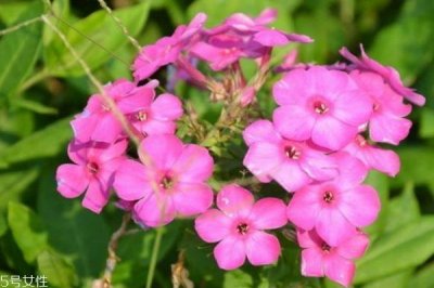 ​什么是美女樱呢 美女樱有什么作用呢