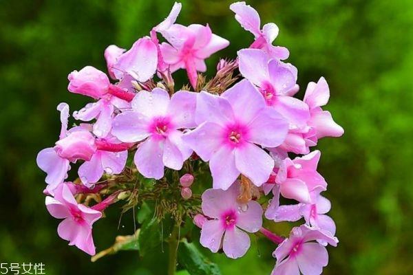 什么是美女樱呢 美女樱有什么作用呢 什么是美女樱呢 美女樱有什么作用呢