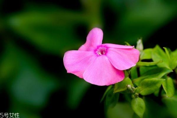 什么是美女樱呢 美女樱有什么作用呢 什么是美女樱呢 美女樱有什么作用呢