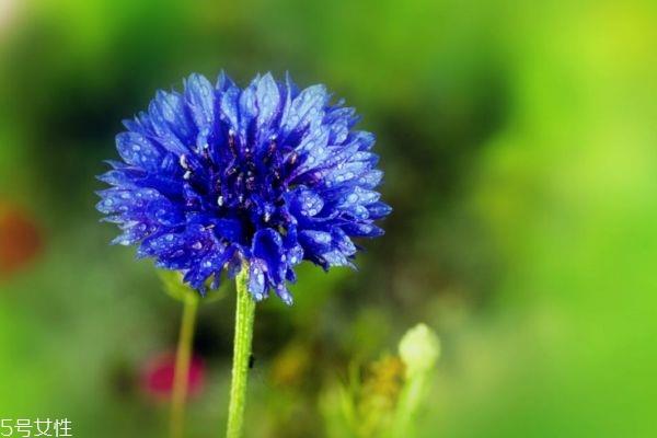 矢车菊有什么寓意呢 矢车菊的市场价格是怎么样的呢