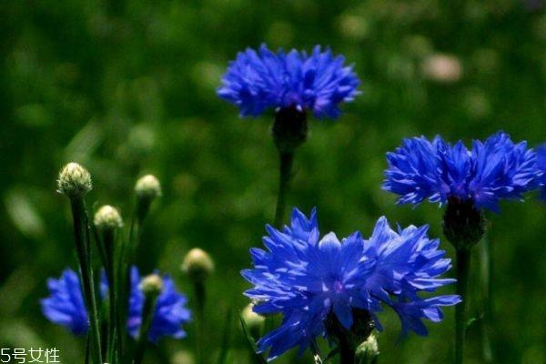 矢车菊有什么寓意呢 矢车菊的市场价格是怎么样的呢