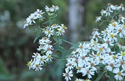 ​清明节：五人不去上坟，上坟祸事临门