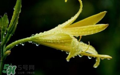 ​黄花菜什么时候种植？黄花菜什么时候采摘好