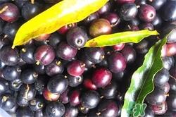 李子可以泡酒吗?李子泡酒的功效与作用 李子可以泡酒吗?李子泡酒的功效与作用