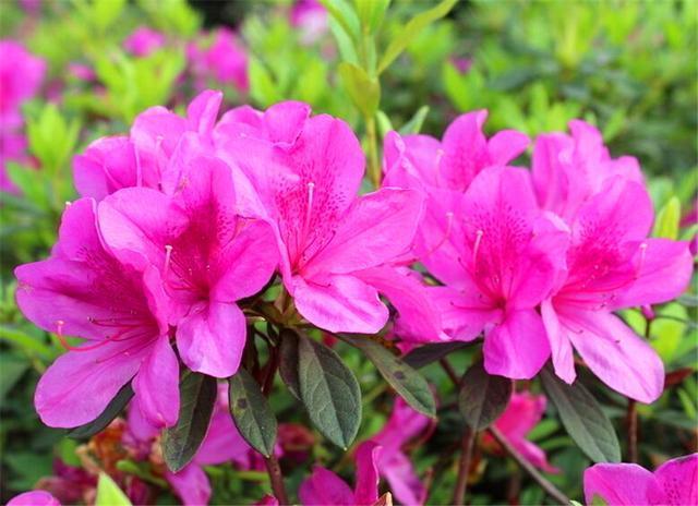夏天养四季杜鹃,“3个禁忌”不能碰,不然黄叶落蕾不开花