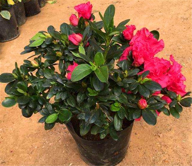 夏天养四季杜鹃,“3个禁忌”不能碰,不然黄叶落蕾不开花