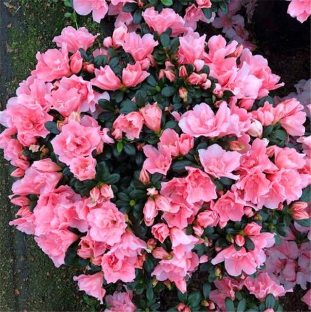 夏天养四季杜鹃,“3个禁忌”不能碰,不然黄叶落蕾不开花