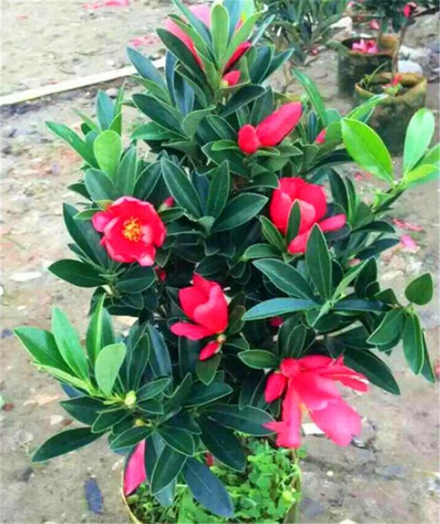 夏天养四季杜鹃,“3个禁忌”不能碰,不然黄叶落蕾不开花