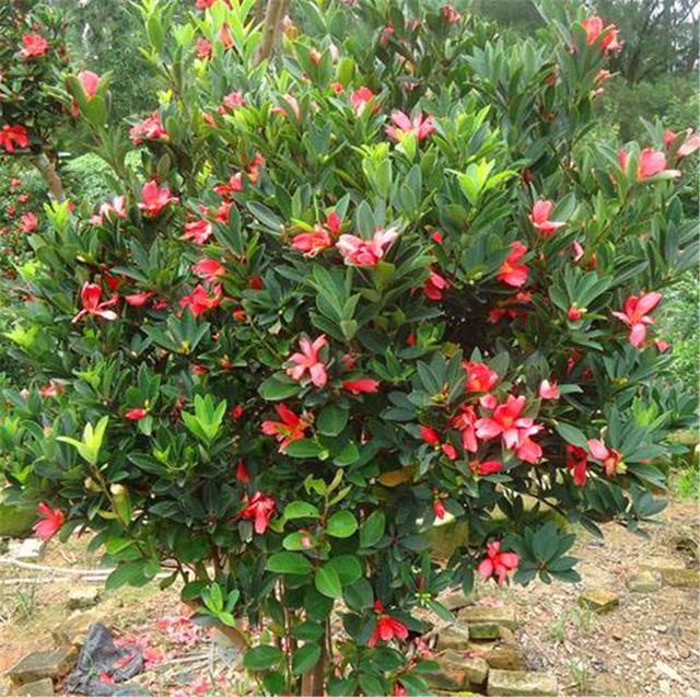 夏天养四季杜鹃,“3个禁忌”不能碰,不然黄叶落蕾不开花