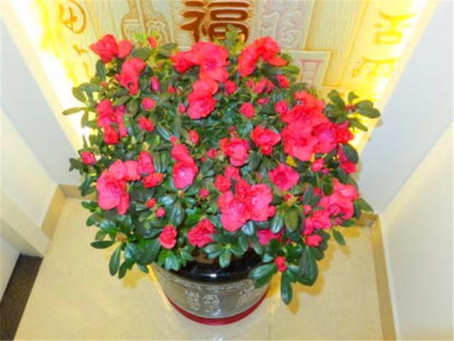 夏天养四季杜鹃,“3个禁忌”不能碰,不然黄叶落蕾不开花