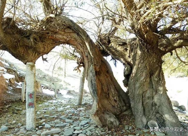 1920年海原地震，有个男孩被火坑烧死半个身子，70多岁时突然失踪