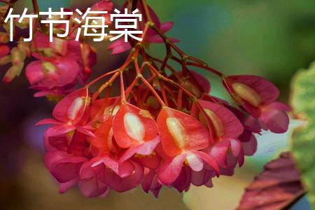 竹节海棠 竹节海棠