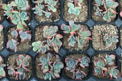 养多肉必知的55个建议,肉龄20年大神的血泪之言!